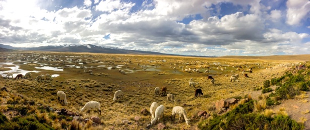 Alpacas in Southern Peru