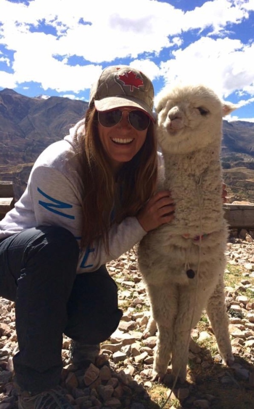 Alpacas on the way home from the Colca Canyon