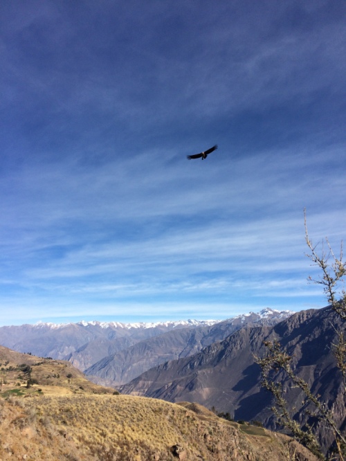 The Andean Condor in the Colca Canyon